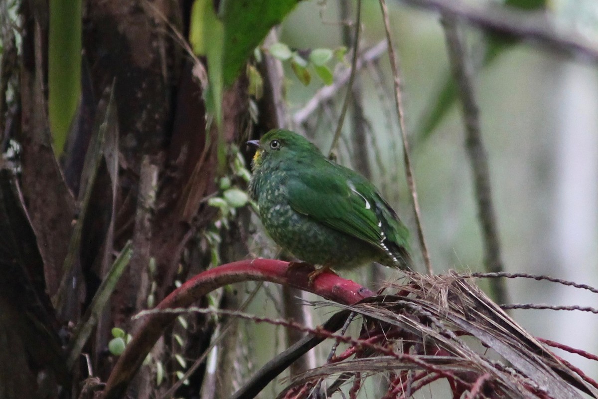 Cotinga à gorge rouge - ML36971611