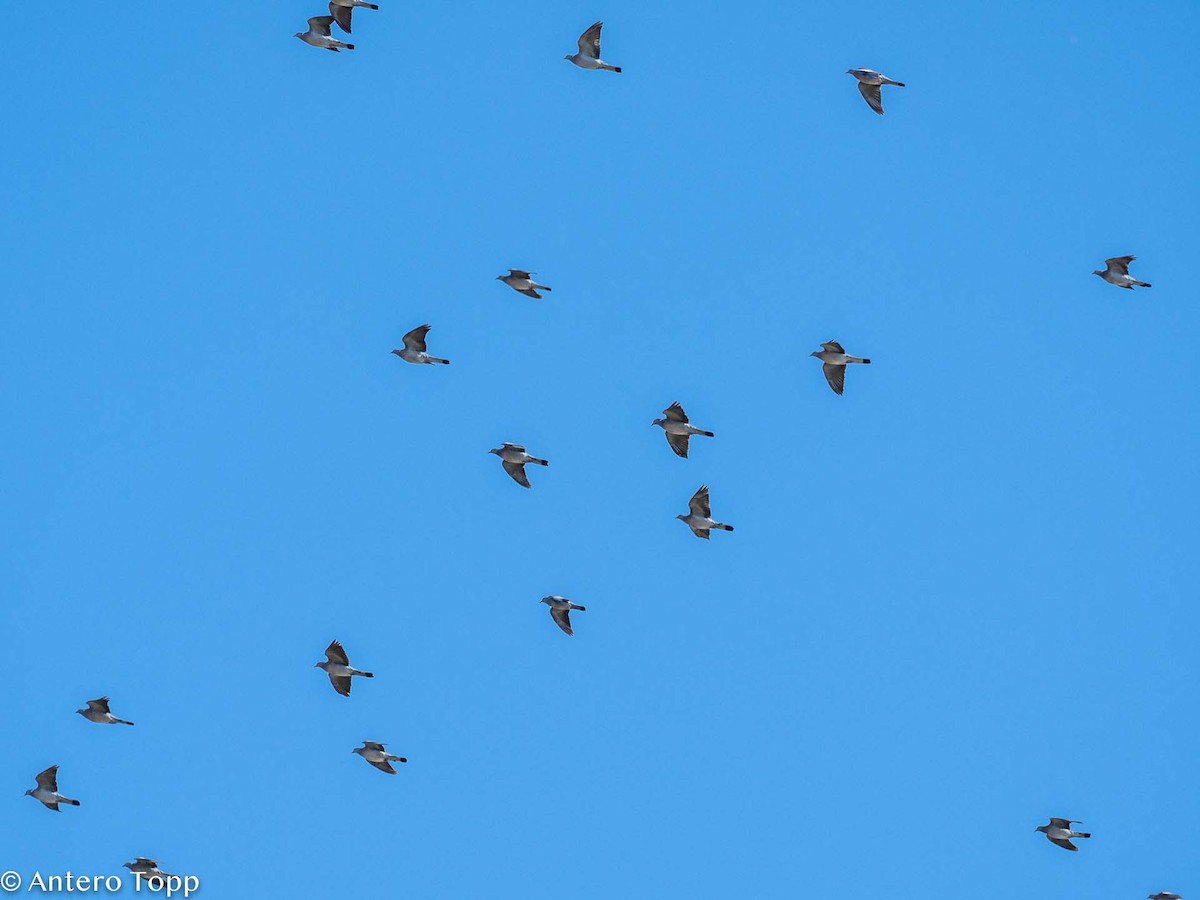 Common Wood-Pigeon - ML369716961