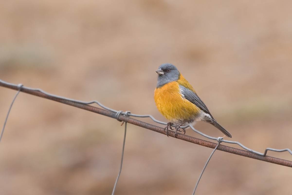 Peruvian Sierra Finch - Michel Gutierrez