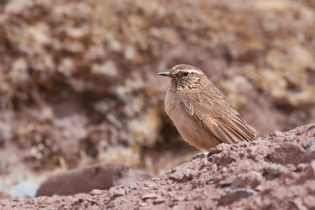 Streak-throated Canastero - Michel Gutierrez