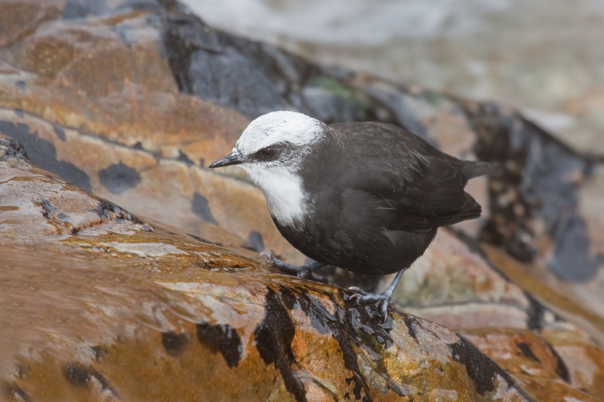 White-capped Dipper - ML369717731