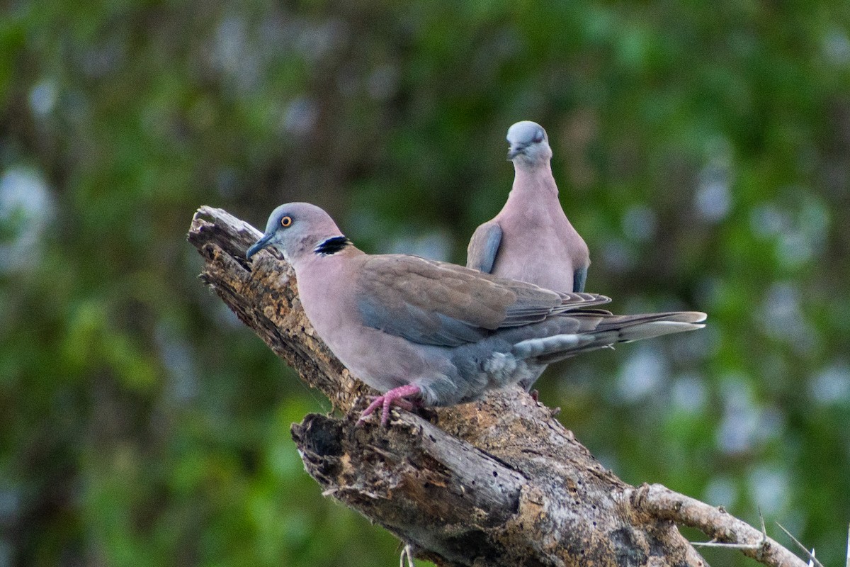 Mourning Collared-Dove - ML369718331