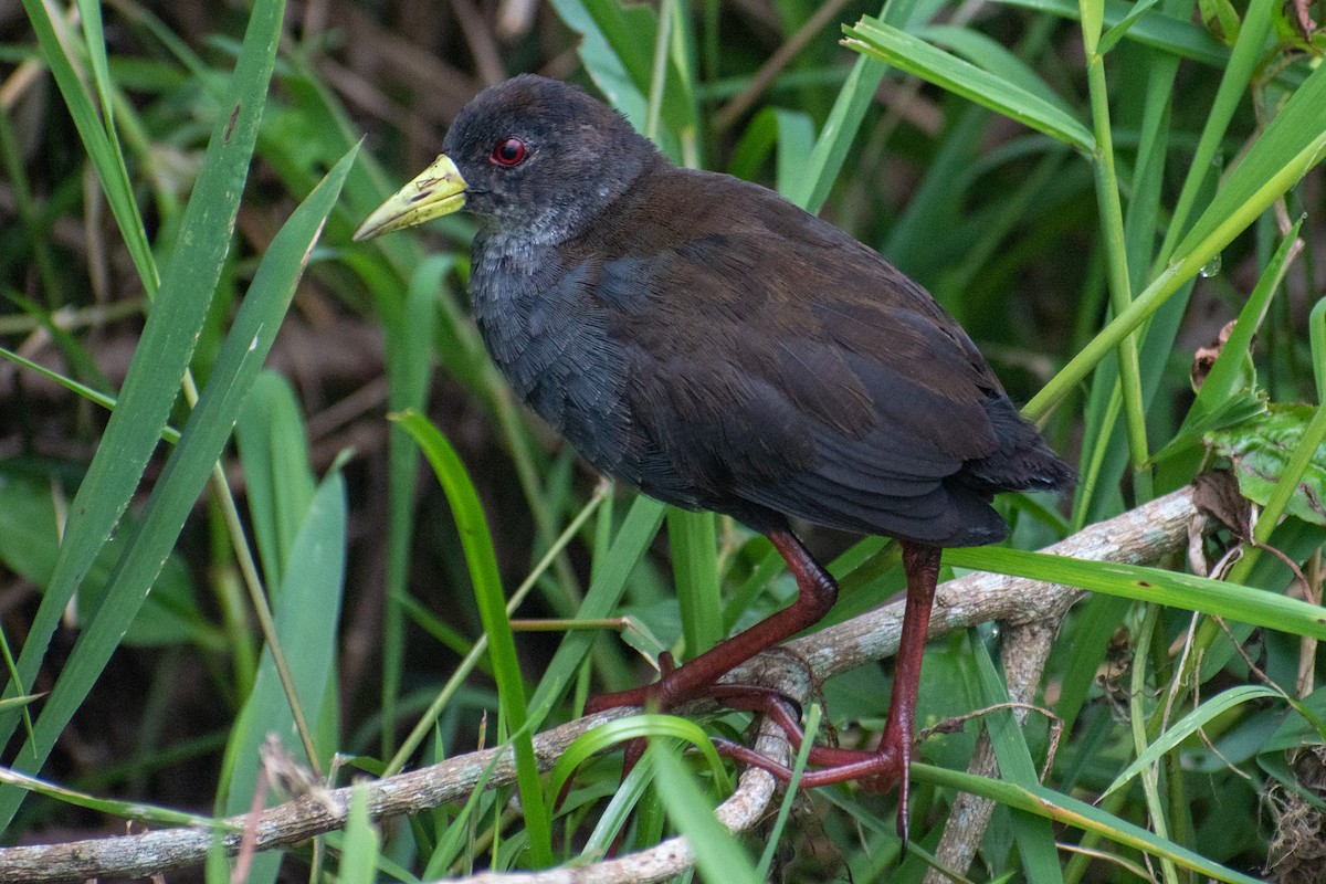 Polluela Negra Africana - ML369718961