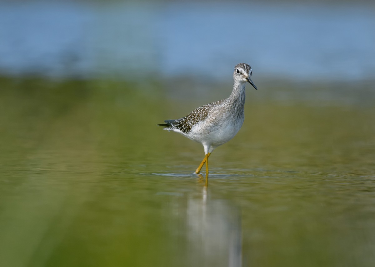 Lesser Yellowlegs - ML369719061