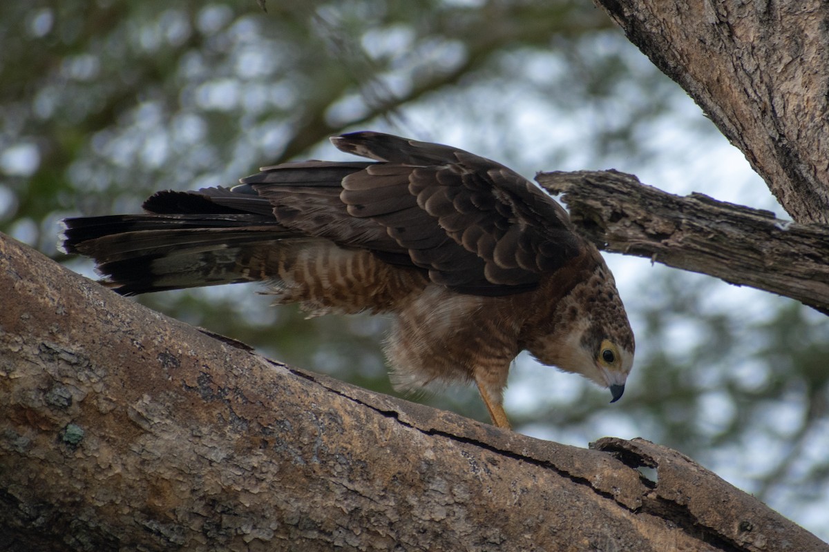 African Harrier-Hawk - Sarah M