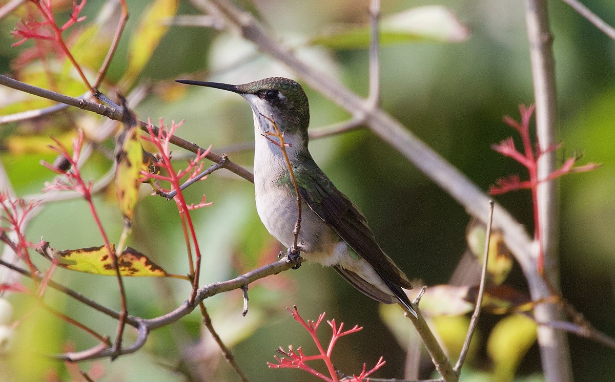 Ruby-throated Hummingbird - James Sawusch