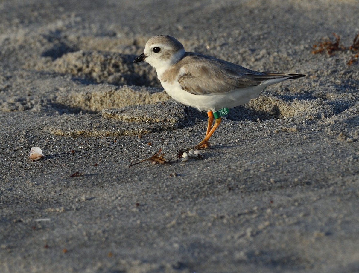 Piping Plover - lars jones