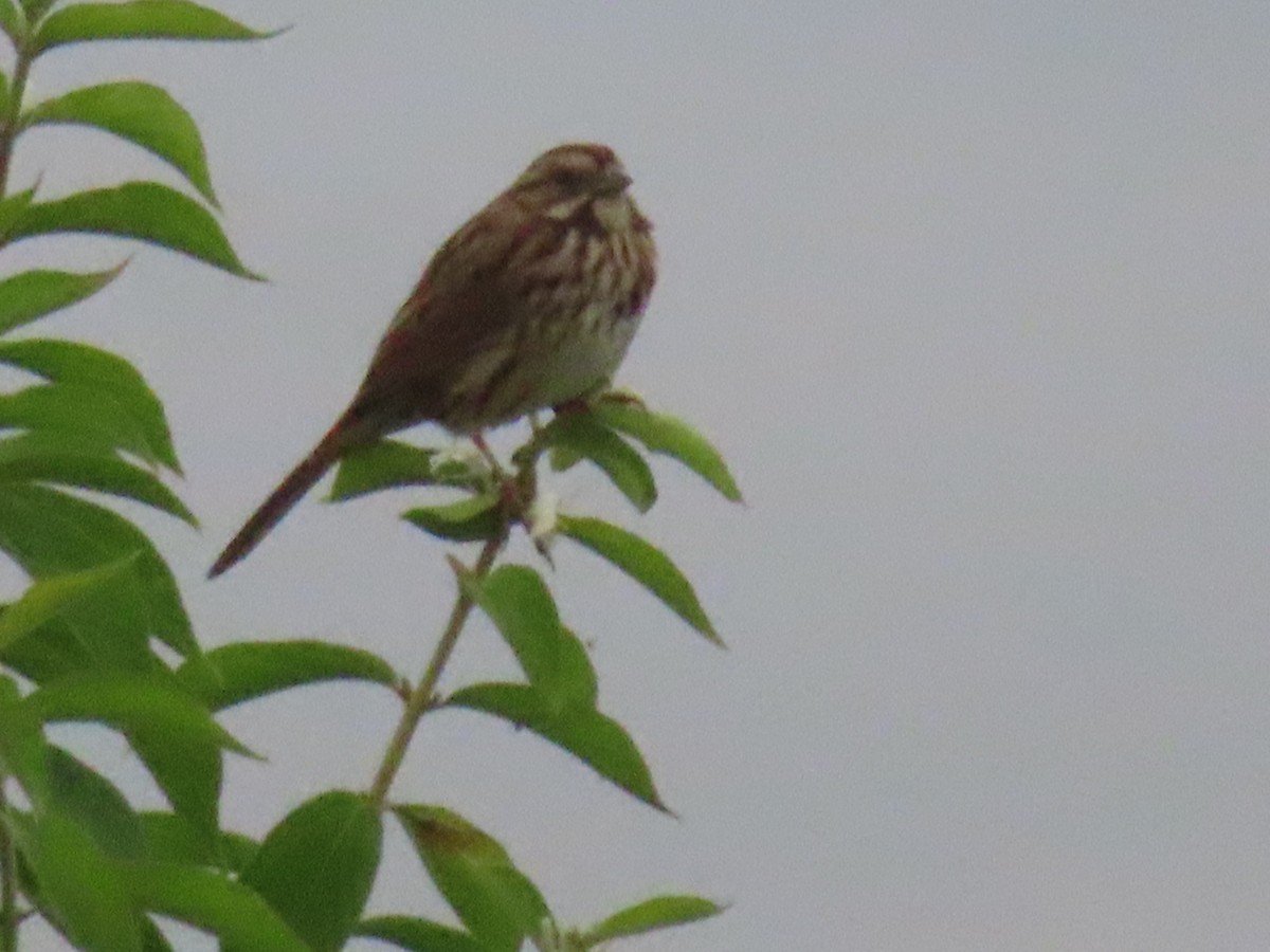 Song Sparrow - Gregory Allen