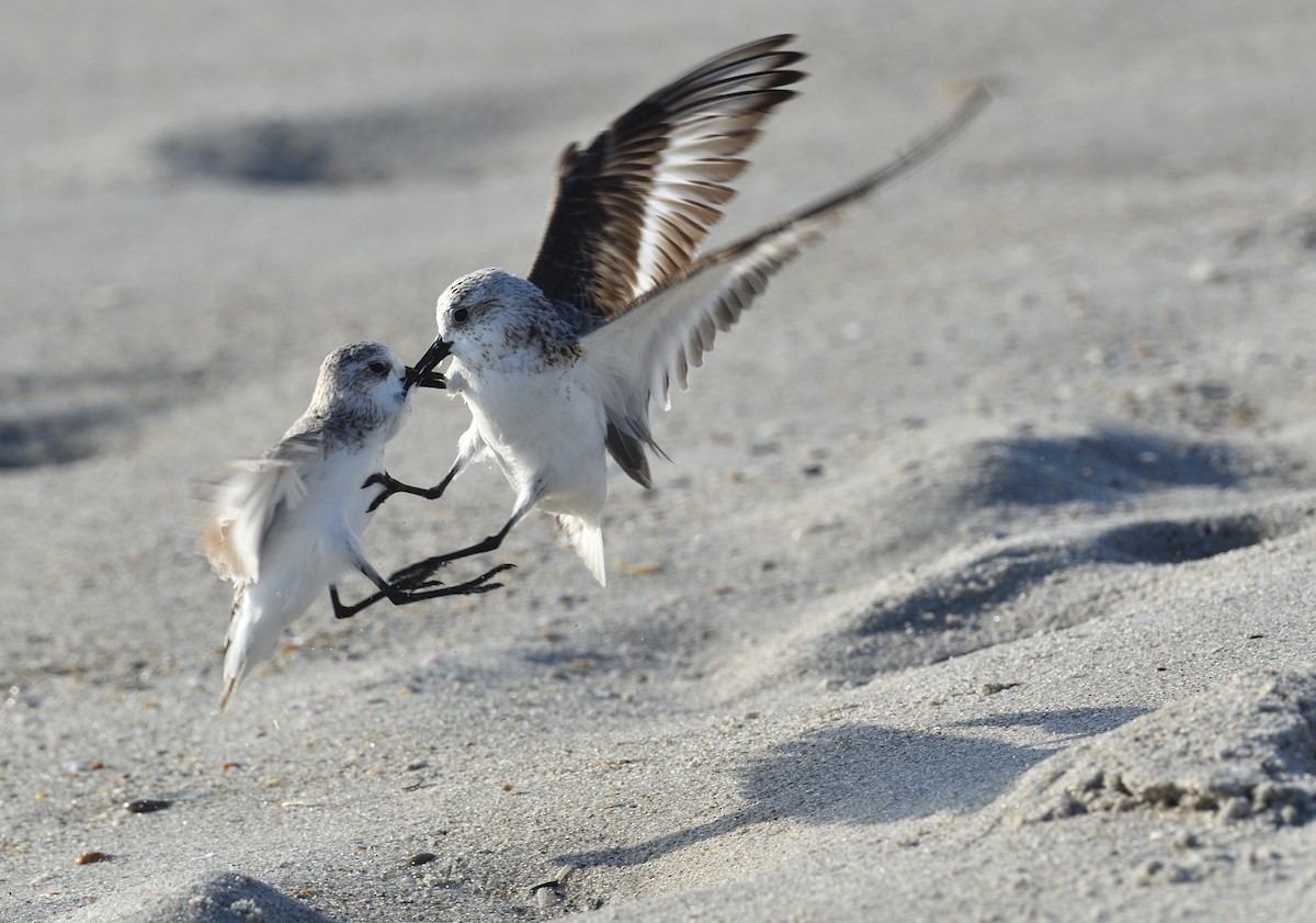 Bécasseau sanderling - ML369721081