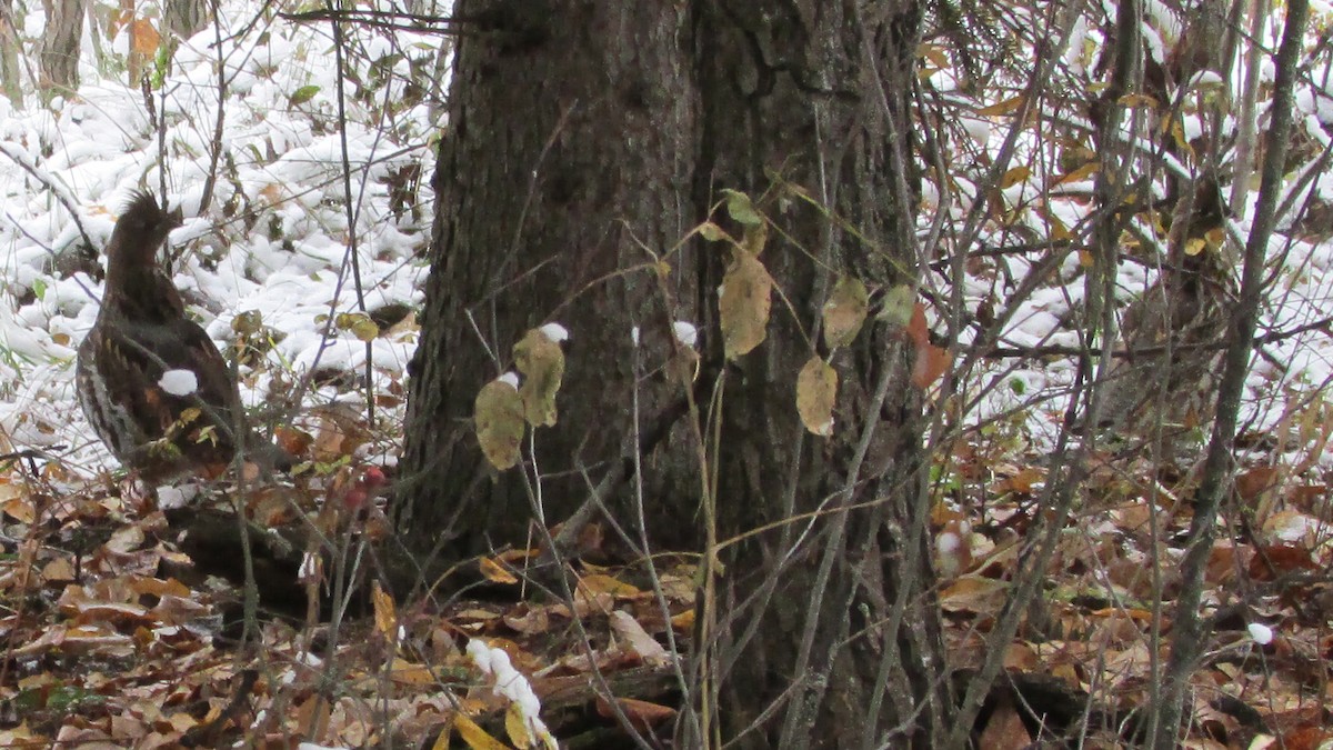Ruffed Grouse - ML36972221