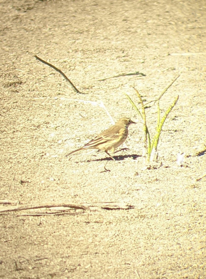 American Pipit - ML369723631