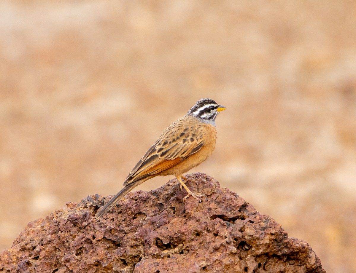 Gosling's Bunting - Nick Hobgood