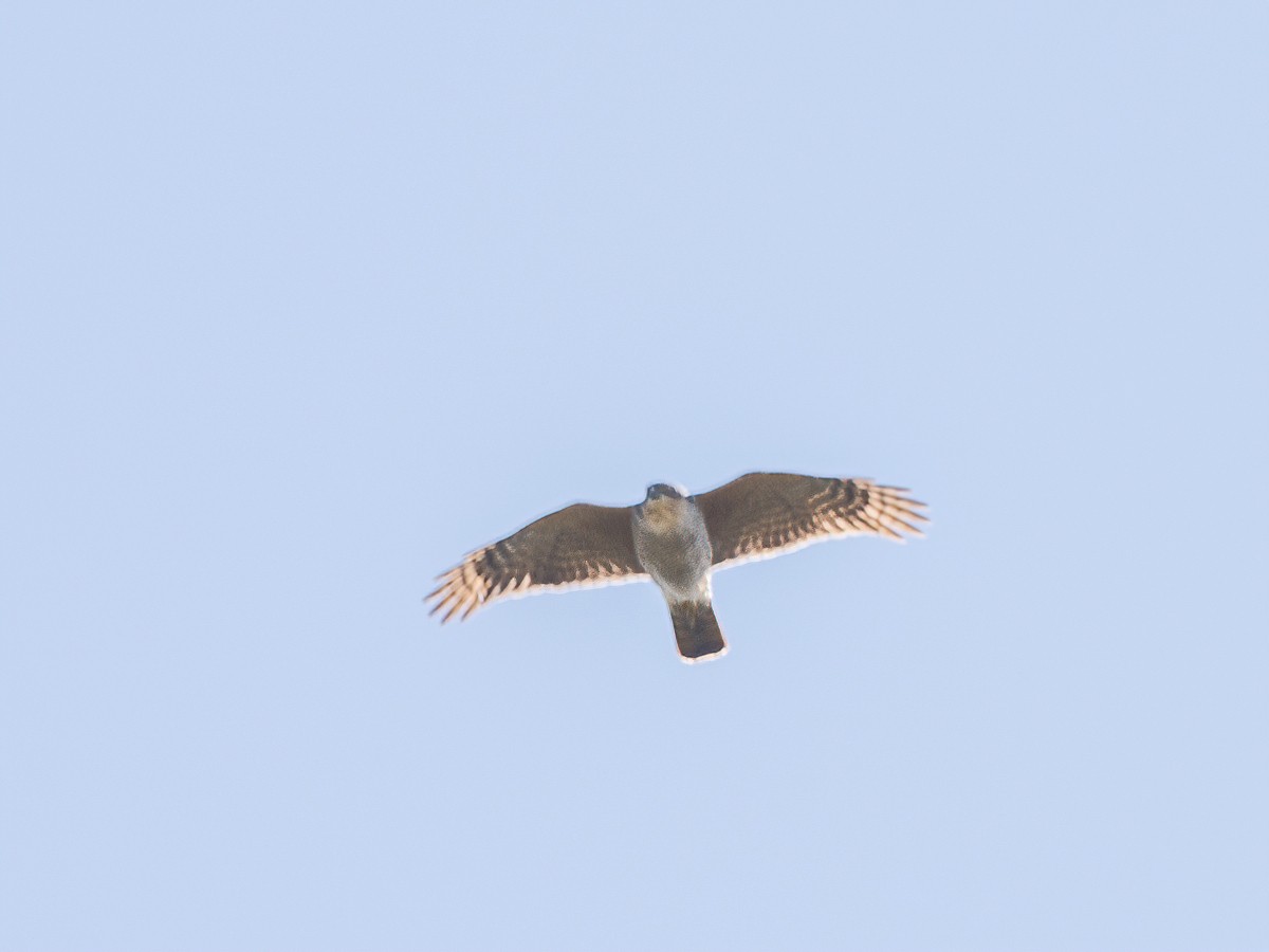 Sharp-shinned Hawk - ML369724351