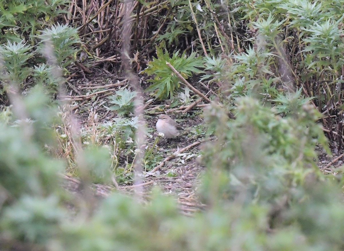 Common Chiffchaff - Buzz Scher