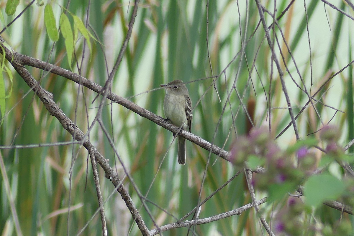 Willow Flycatcher - ML369726051