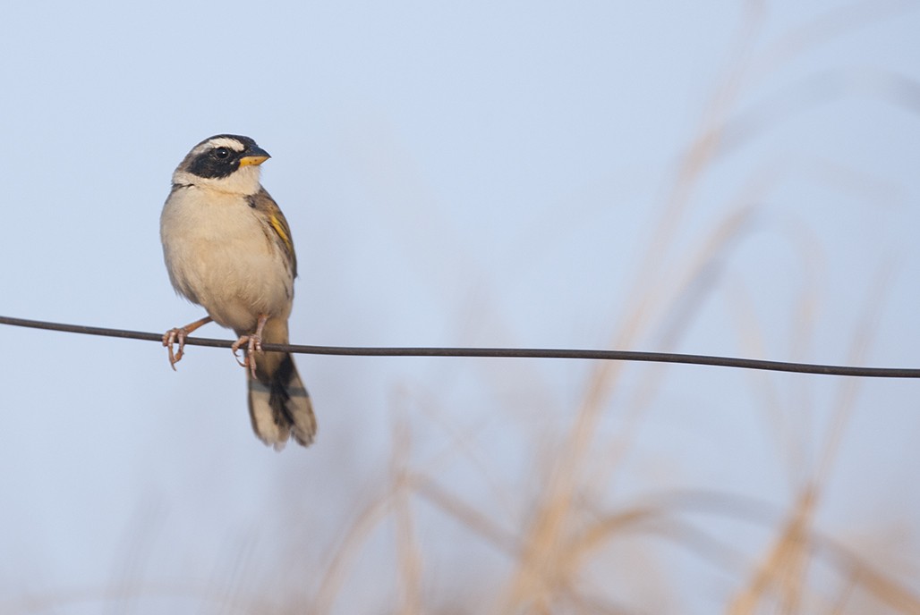 Black-masked Finch - ML369726831