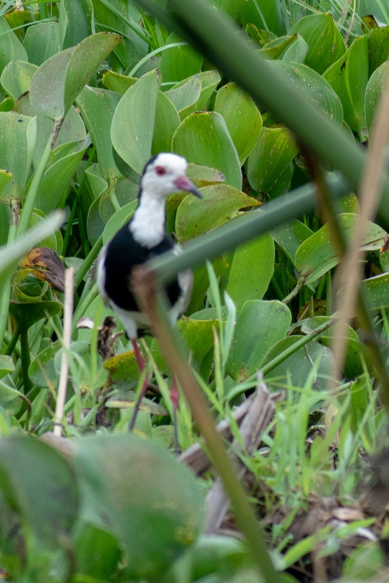 Long-toed Lapwing - ML369727781