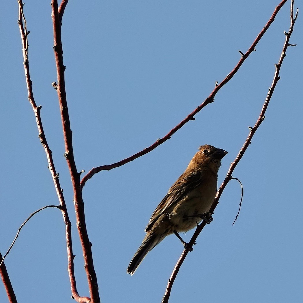 Blue Grosbeak - John "Lefty" Arnold