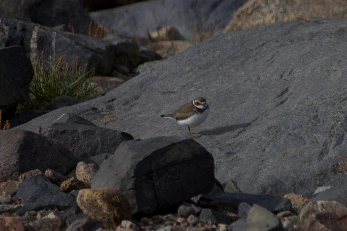 Semipalmated Plover - ML369728261