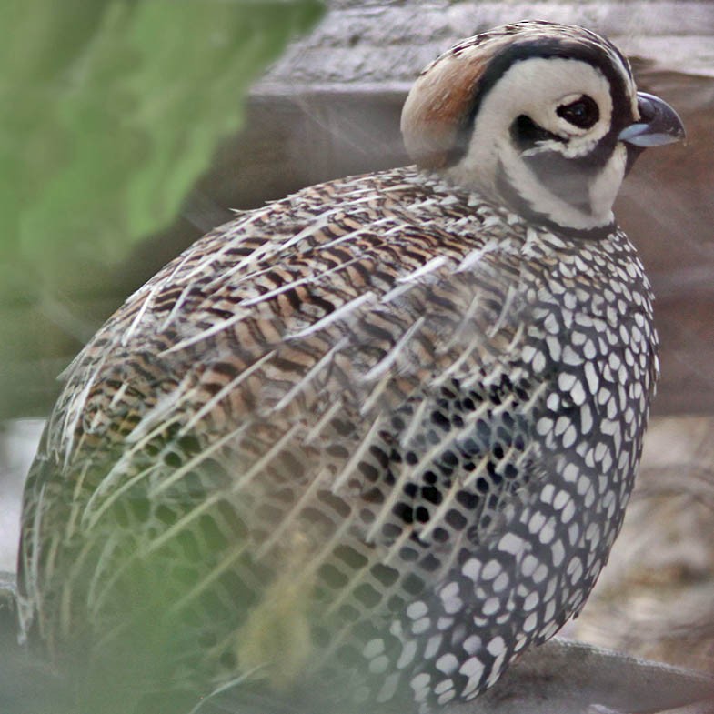 Montezuma Quail - ML36972871