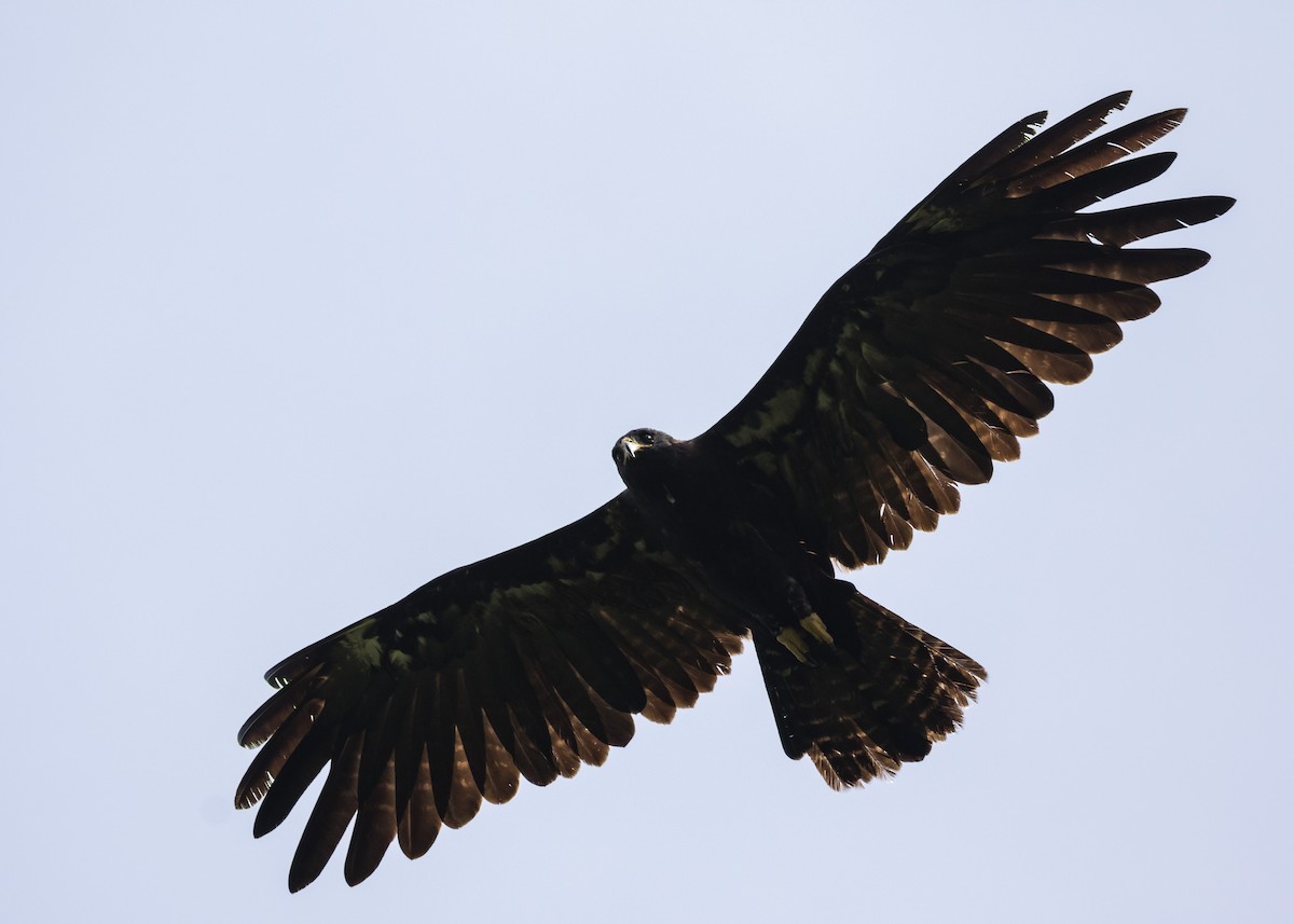 Black Eagle - Moditha Kodikara Arachchi