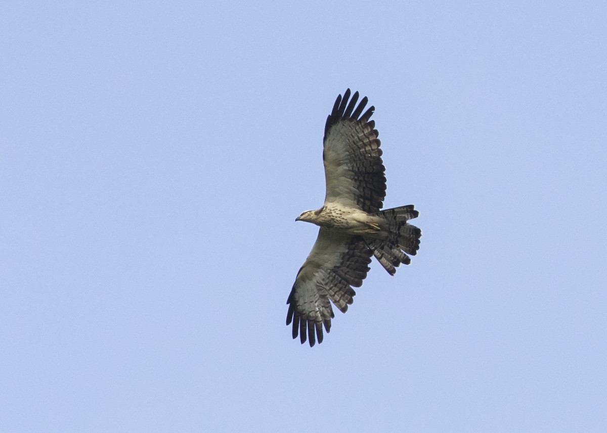 Oriental Honey-buzzard - ML369729121