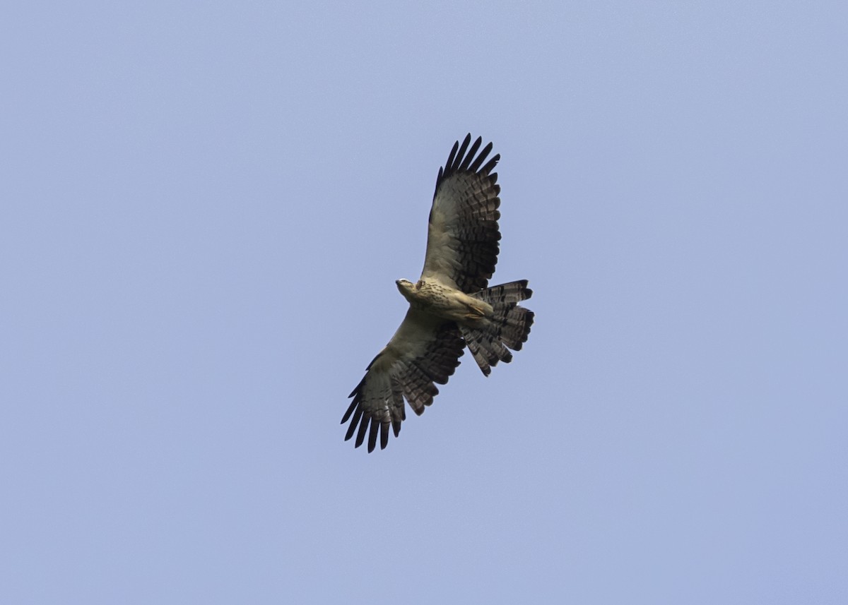 Oriental Honey-buzzard - ML369729131