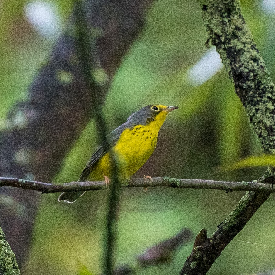 lesňáček kanadský - ML369729251