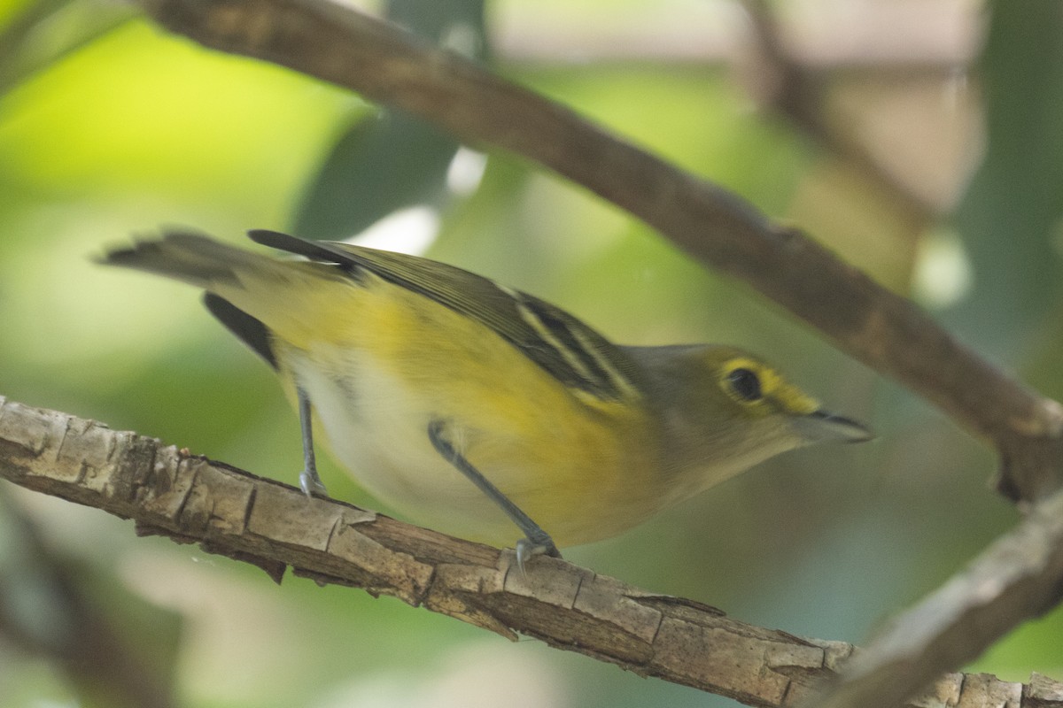 White-eyed Vireo - Graham Schmidt