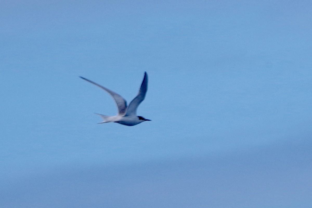 Common Tern - ML369730001