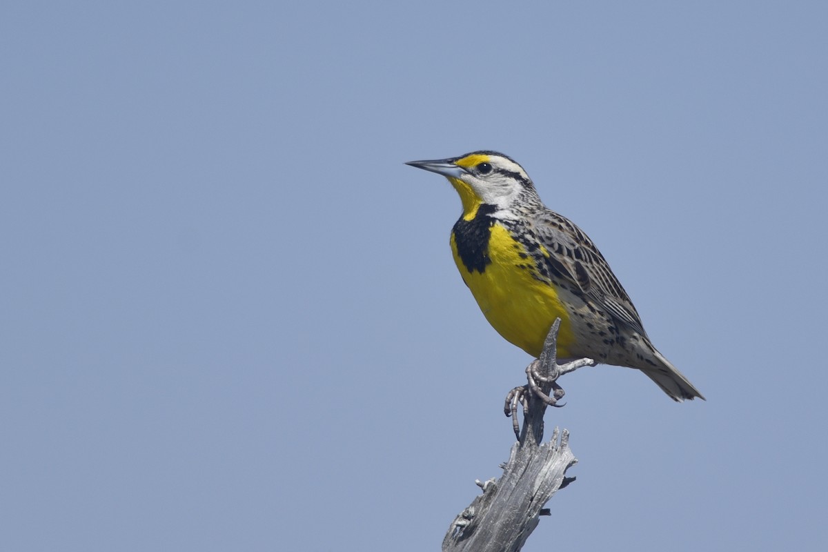 Eastern Meadowlark - Daniel Irons