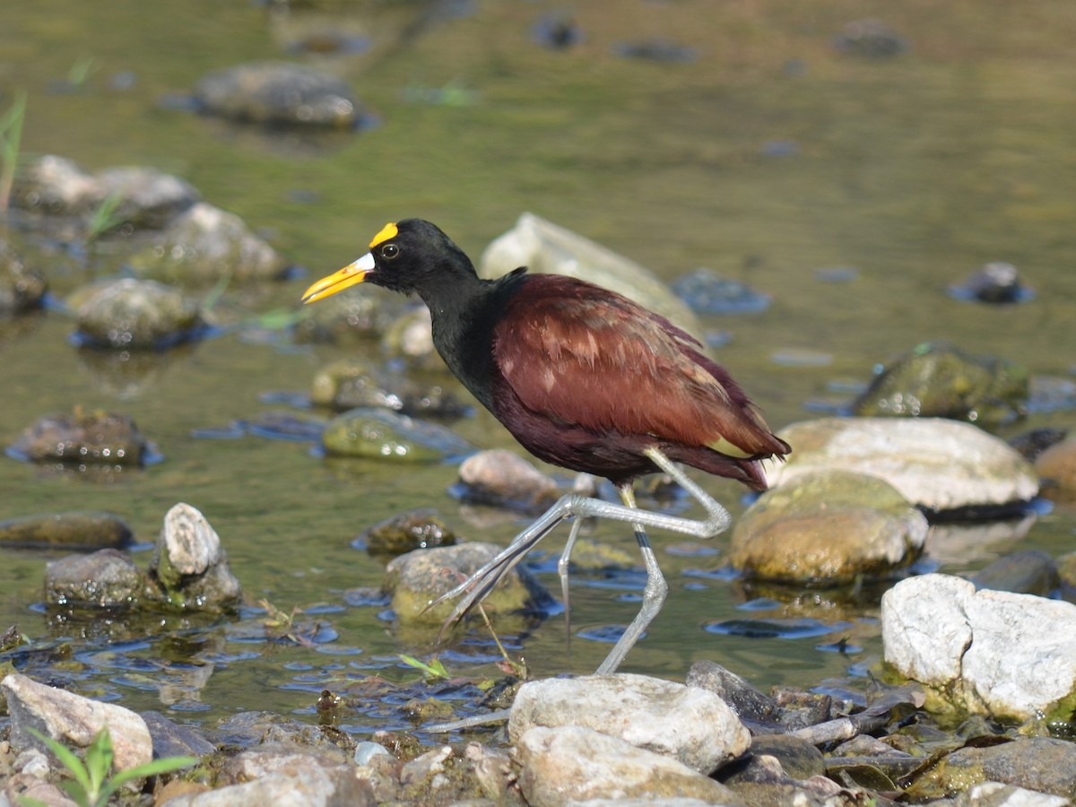 Northern Jacana - ML369733491