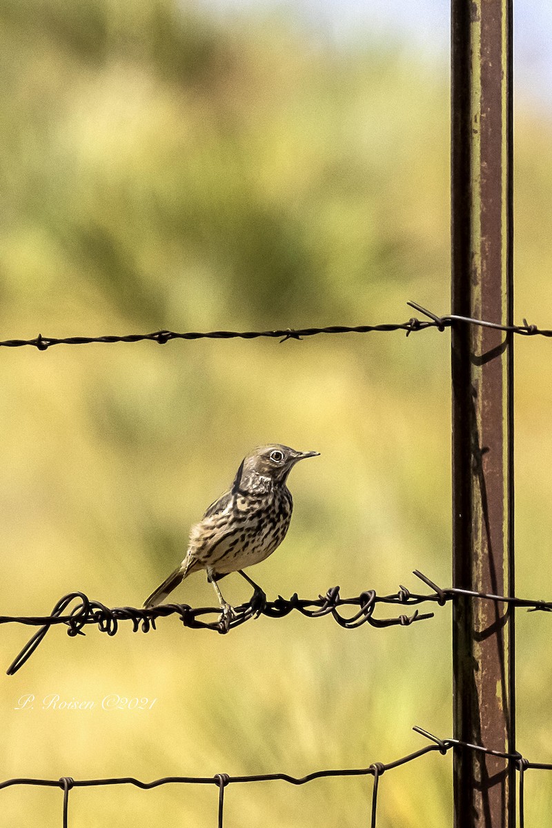 Sage Thrasher - ML369733701