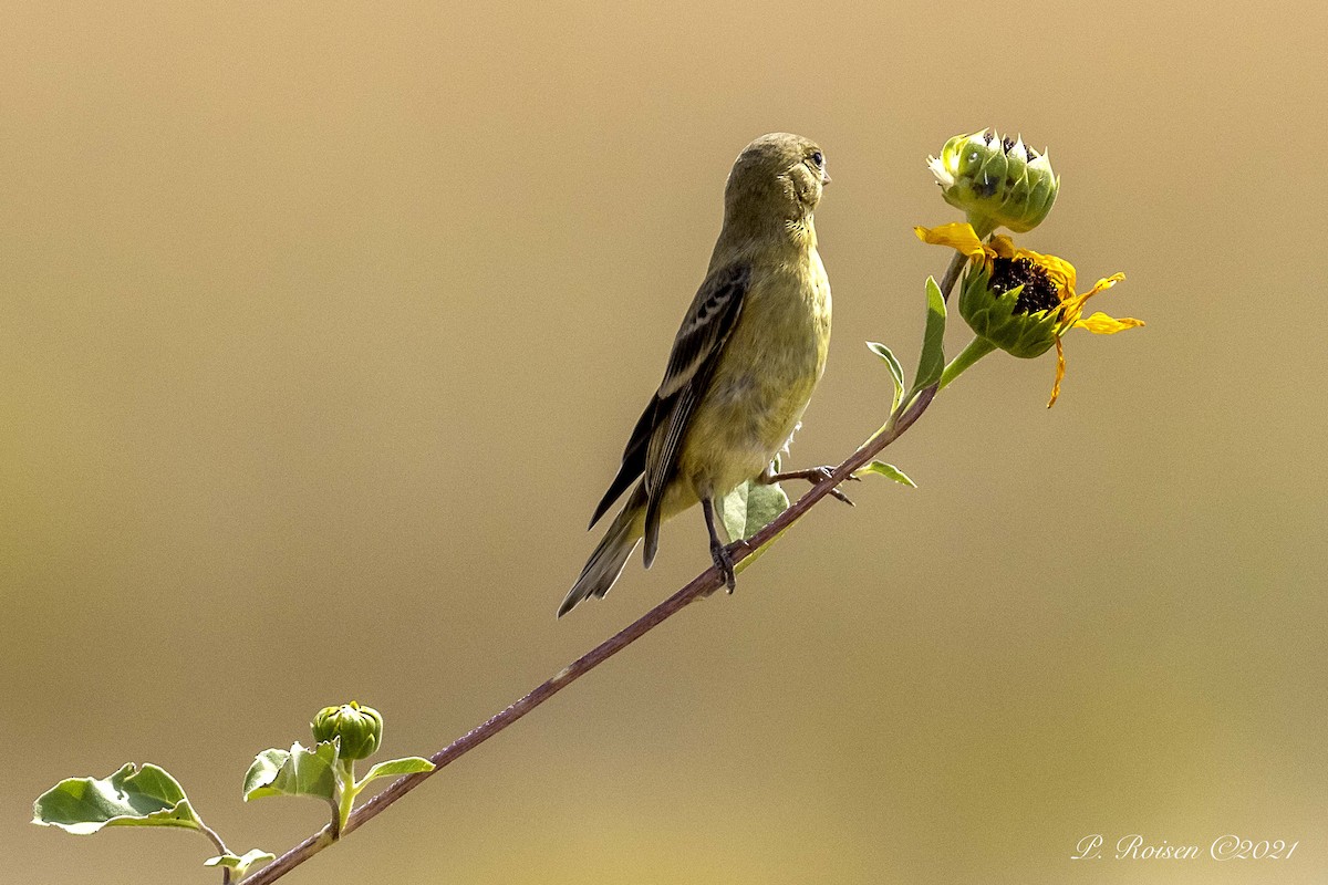 Lesser Goldfinch - ML369734261