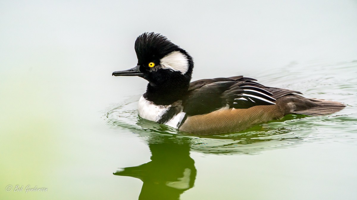 Hooded Merganser - Bob Gunderson