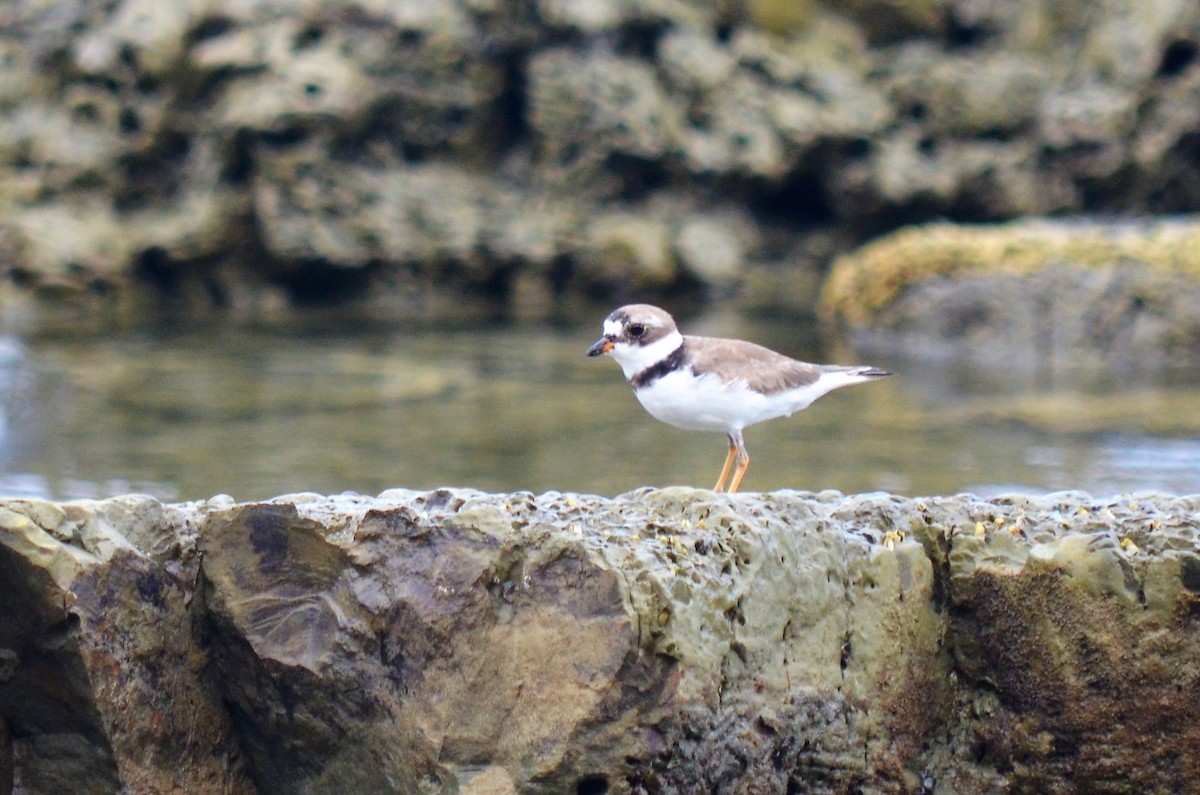 Semipalmated Plover - Bob Baker