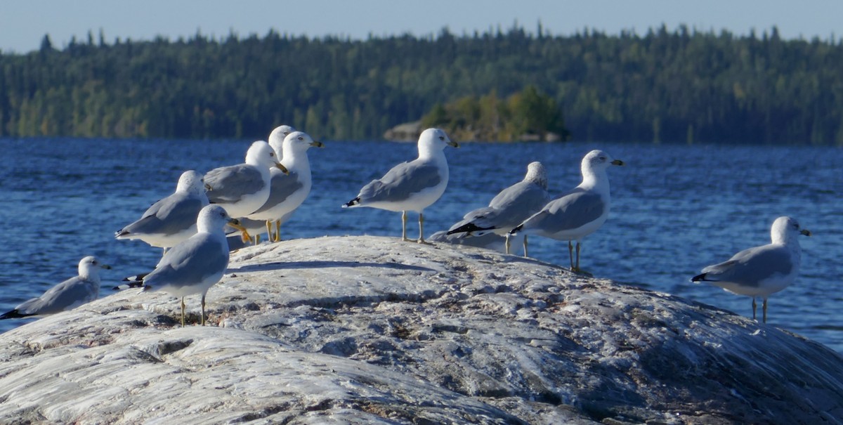 Ring-billed Gull - Paul Riome