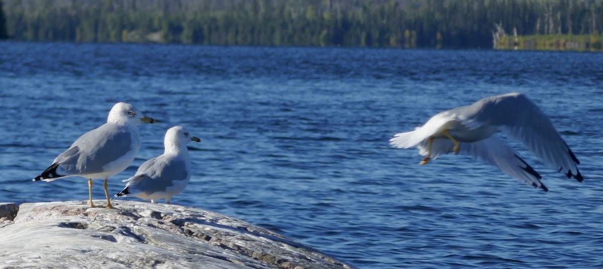 Ring-billed Gull - ML369735901