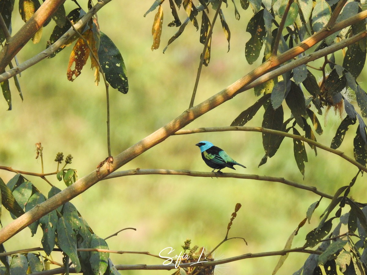 Blue-necked Tanager - Sofia Lottersberger Marín