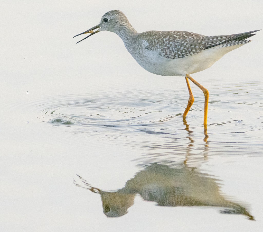 Greater Yellowlegs - ML369738151