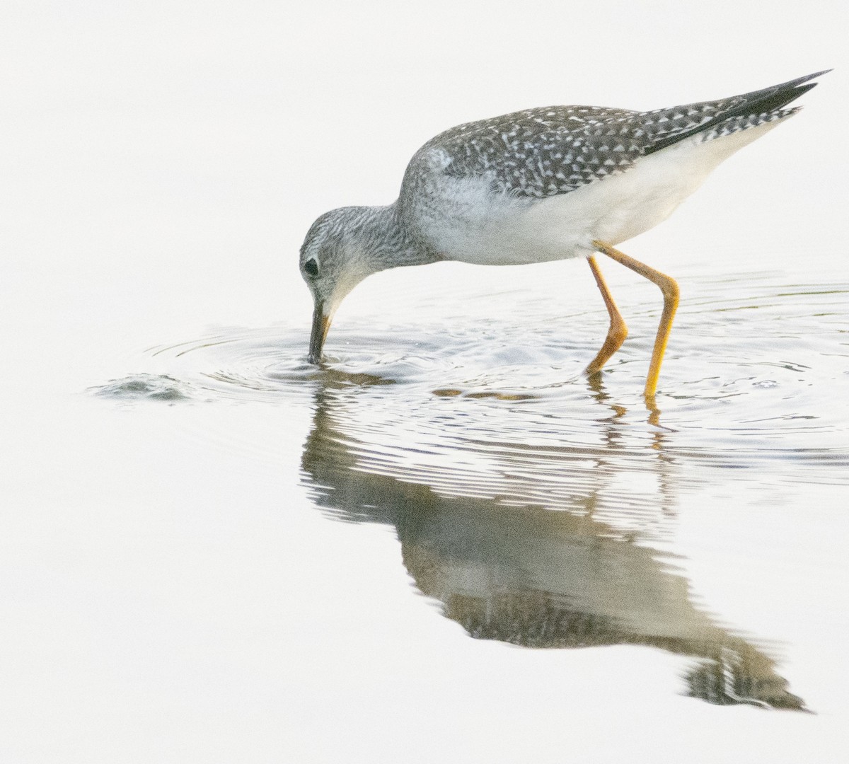 Greater Yellowlegs - ML369738201