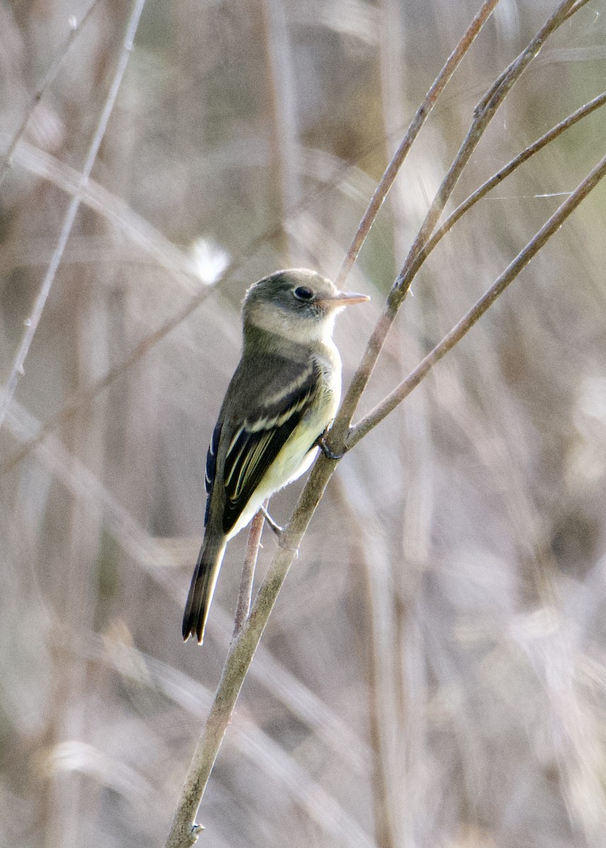 Least Flycatcher - Kanayo Rolle