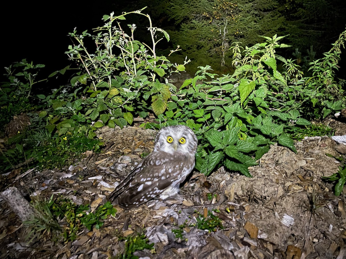 Boreal Owl - ML369738831