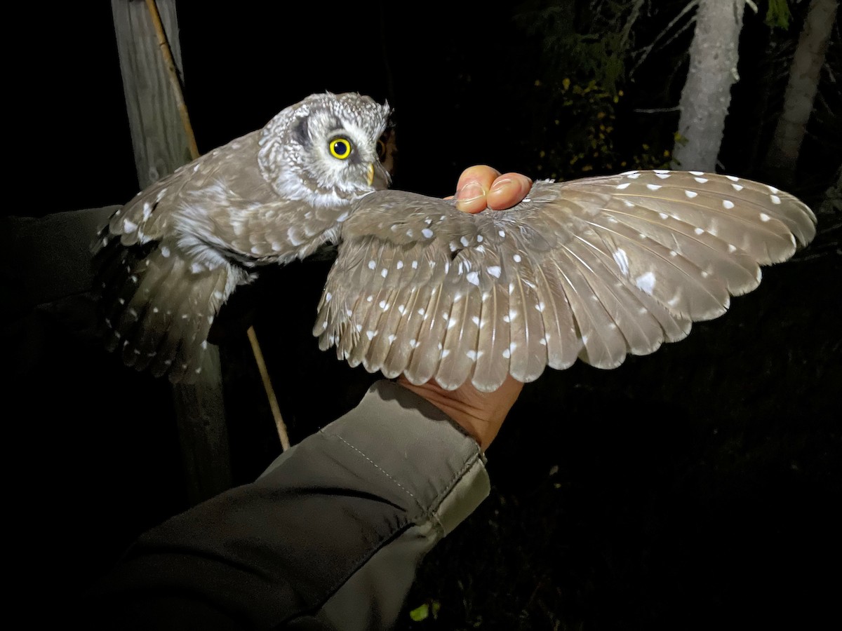 Boreal Owl - ML369738861