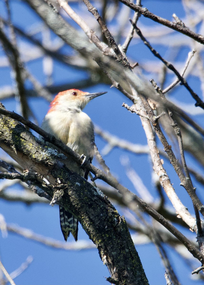 Red-bellied Woodpecker - ML369739891
