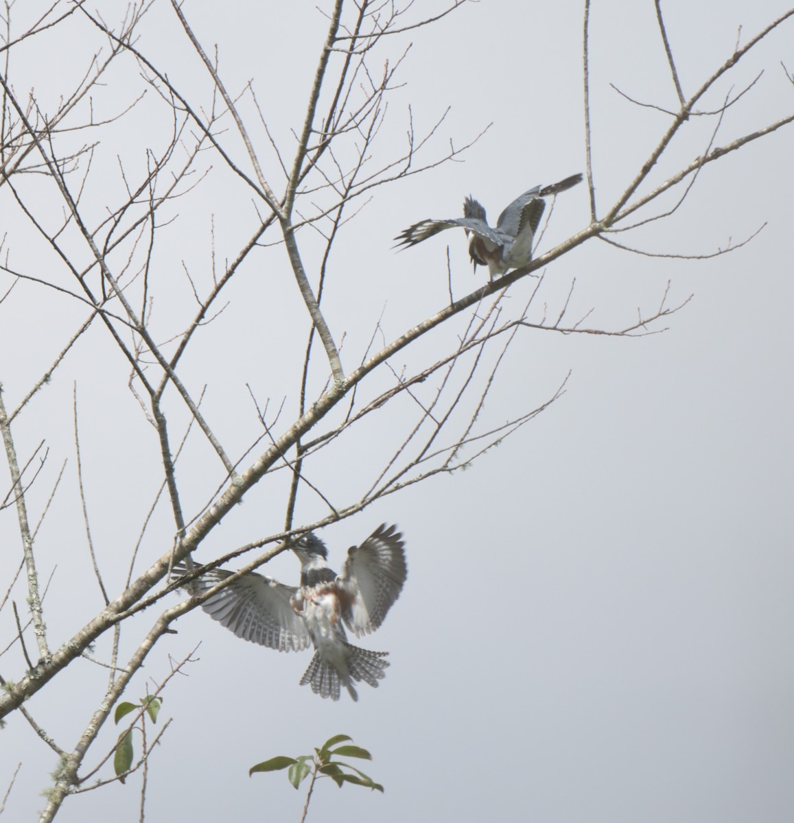 Belted Kingfisher - ML369740061