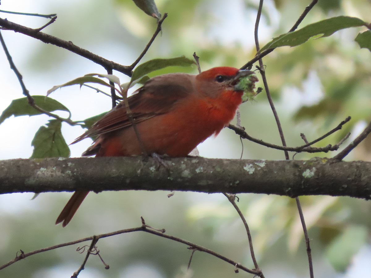 Hepatic Tanager (Northern) - ML369741061