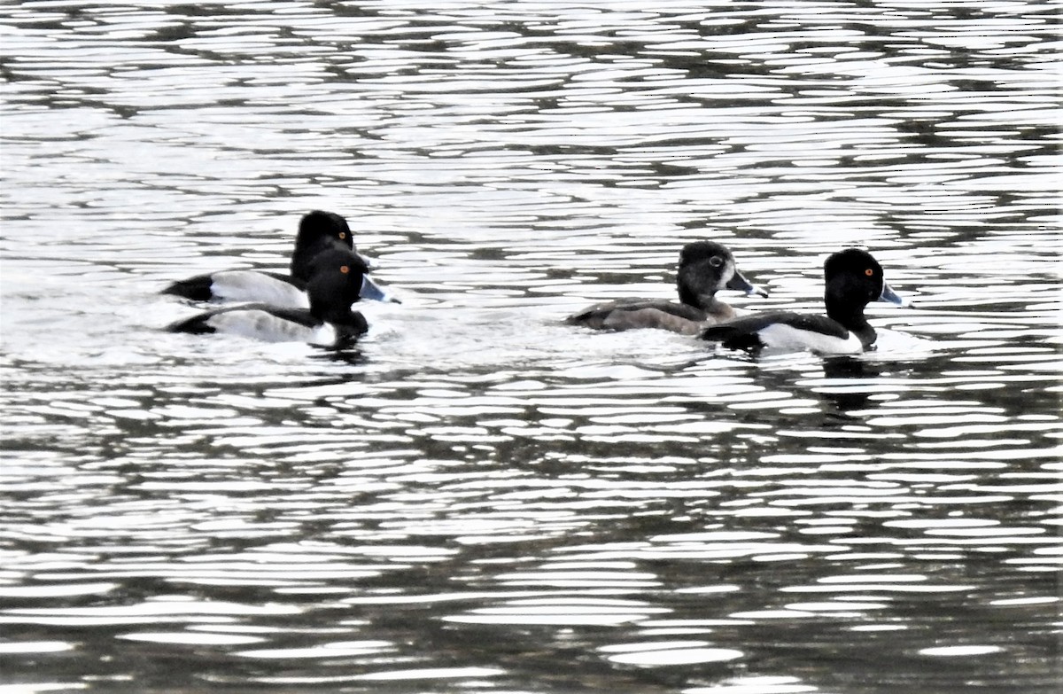 Ring-necked Duck - ML369741191