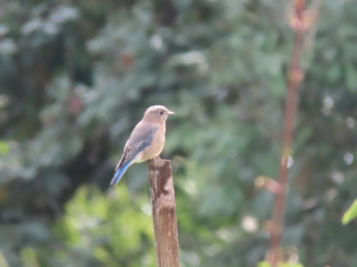 Western Bluebird - ML369741501