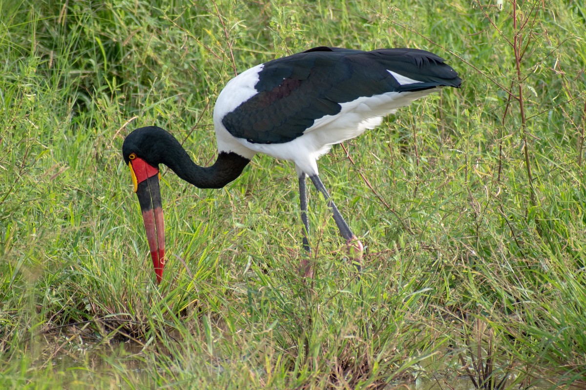 Saddle-billed Stork - ML369741861